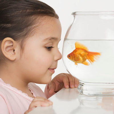 Mascotas para niños: los peces