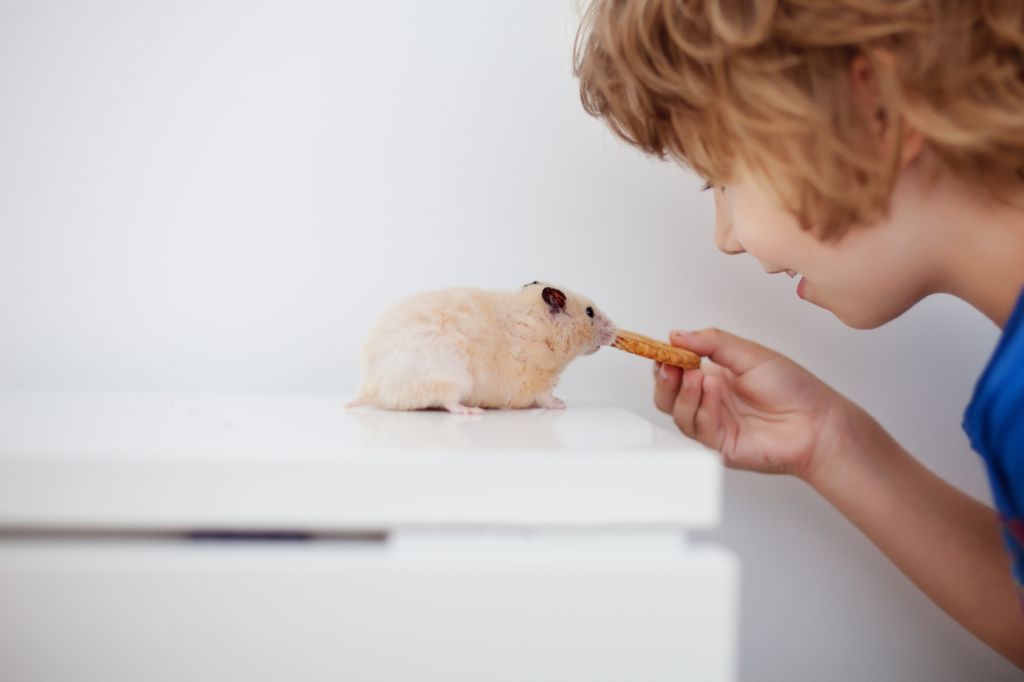 Mascotas para niños: hamsters