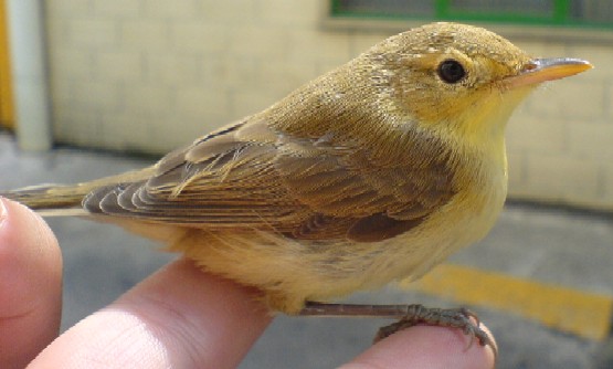 Mascotas para niños: las mejores especies de pájaros para los niños