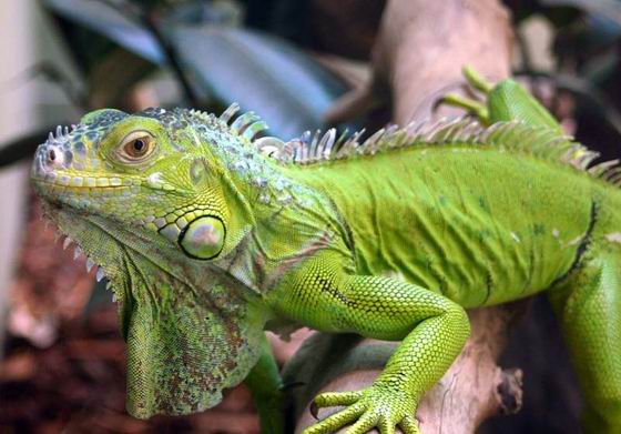 Mascotas para niños: los reptiles