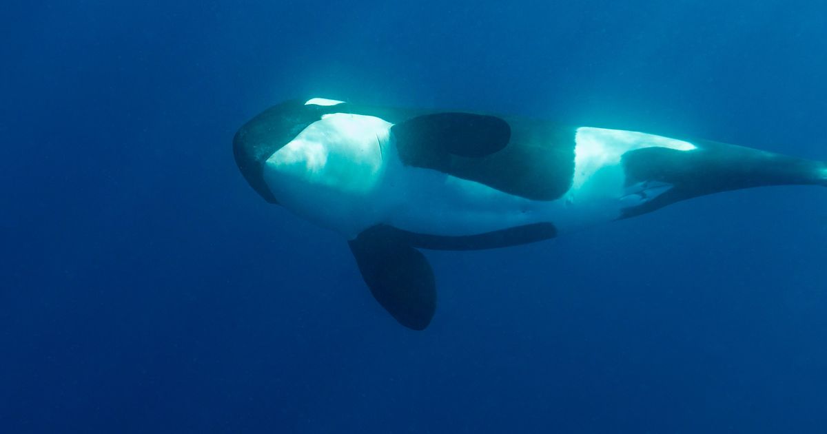 Si algo le pasa a este bebé Orca, que Dios me ayude...