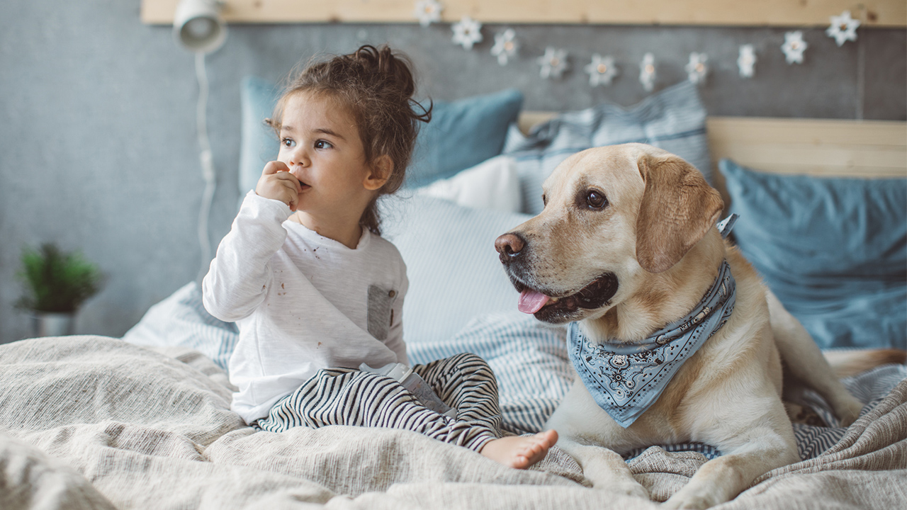 ¿Tu nuevo perro está mordisqueando, follando o jugando duro con tus hijos?