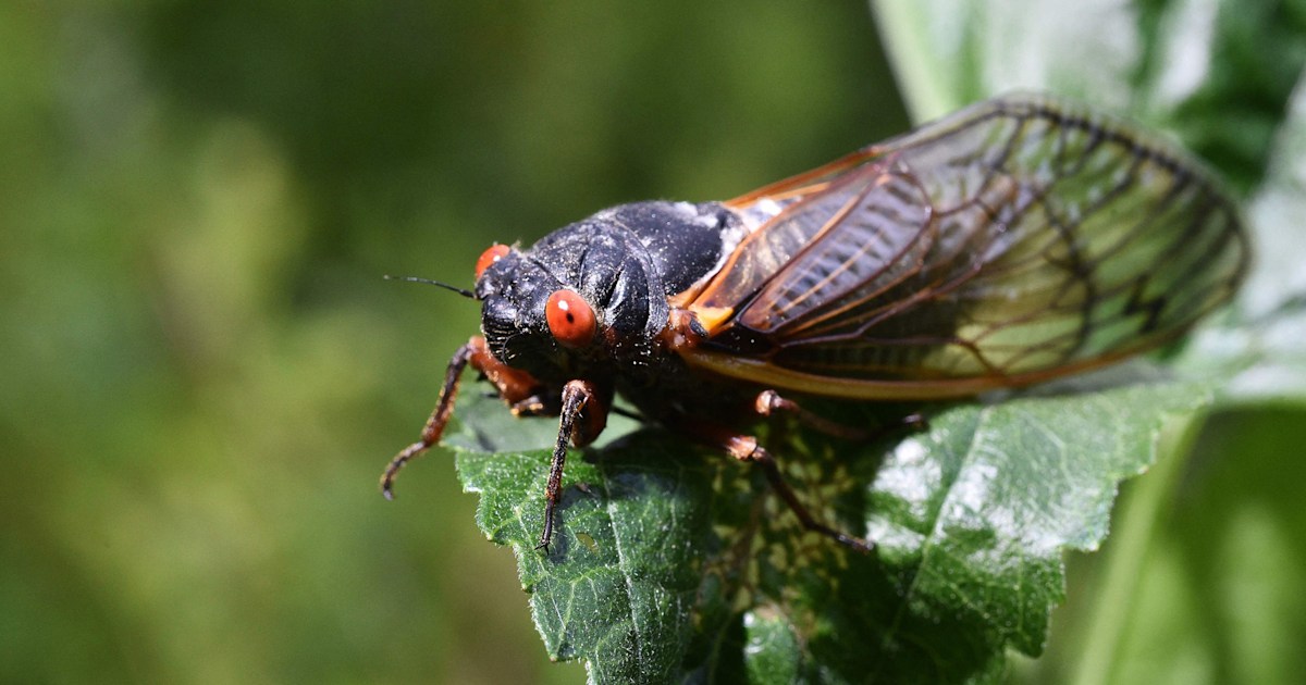 Lo que los padres deben saber sobre las cigarras