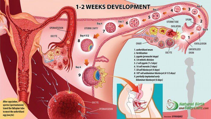 Su embarazo semana a semana | Natural Birth and Baby Care.com