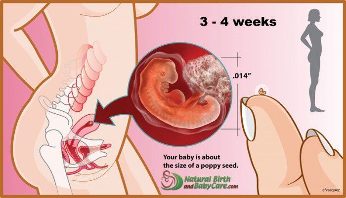 Su embarazo semana a semana | Natural Birth and Baby Care.com