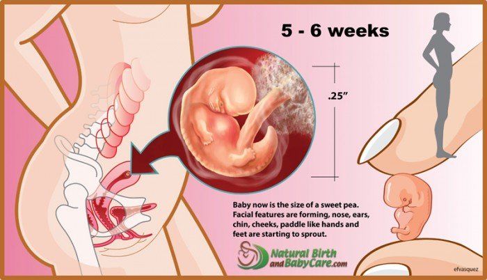 Su embarazo semana a semana | Natural Birth and Baby Care.com