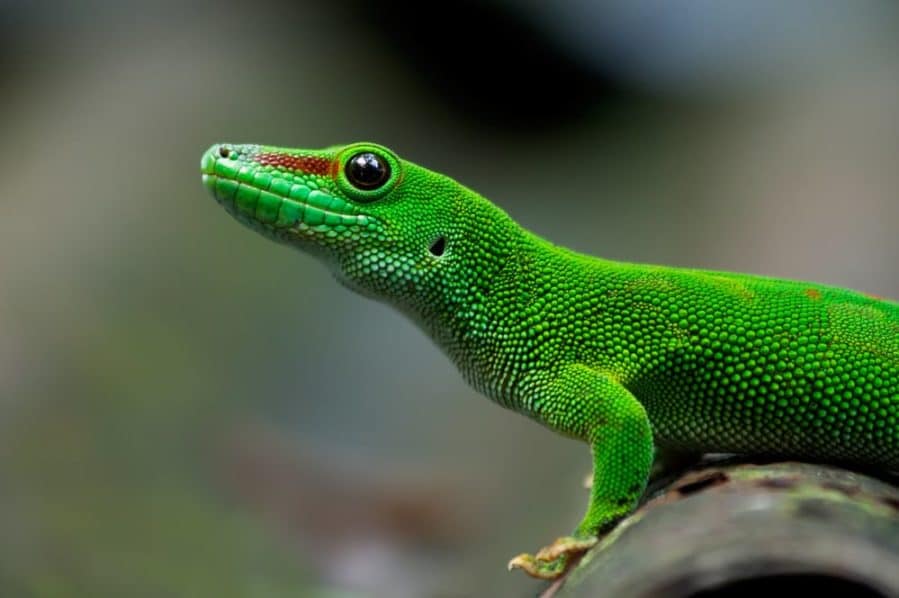 Cómo controlar el "cerebro de lagarto" de su hijo