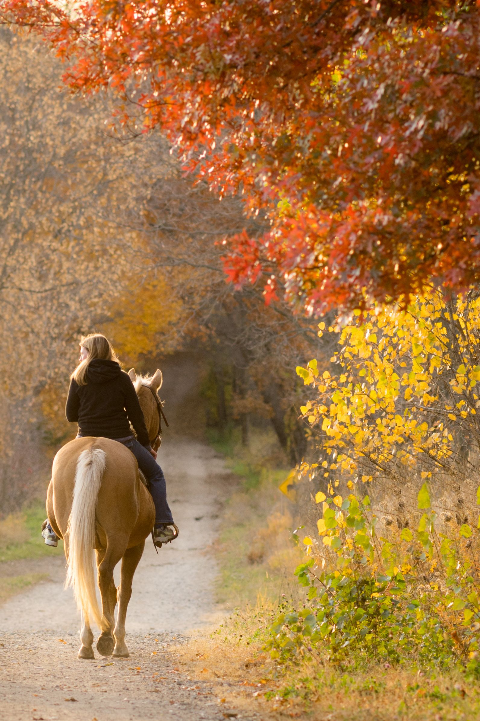 fall activities woman on horseback in forest