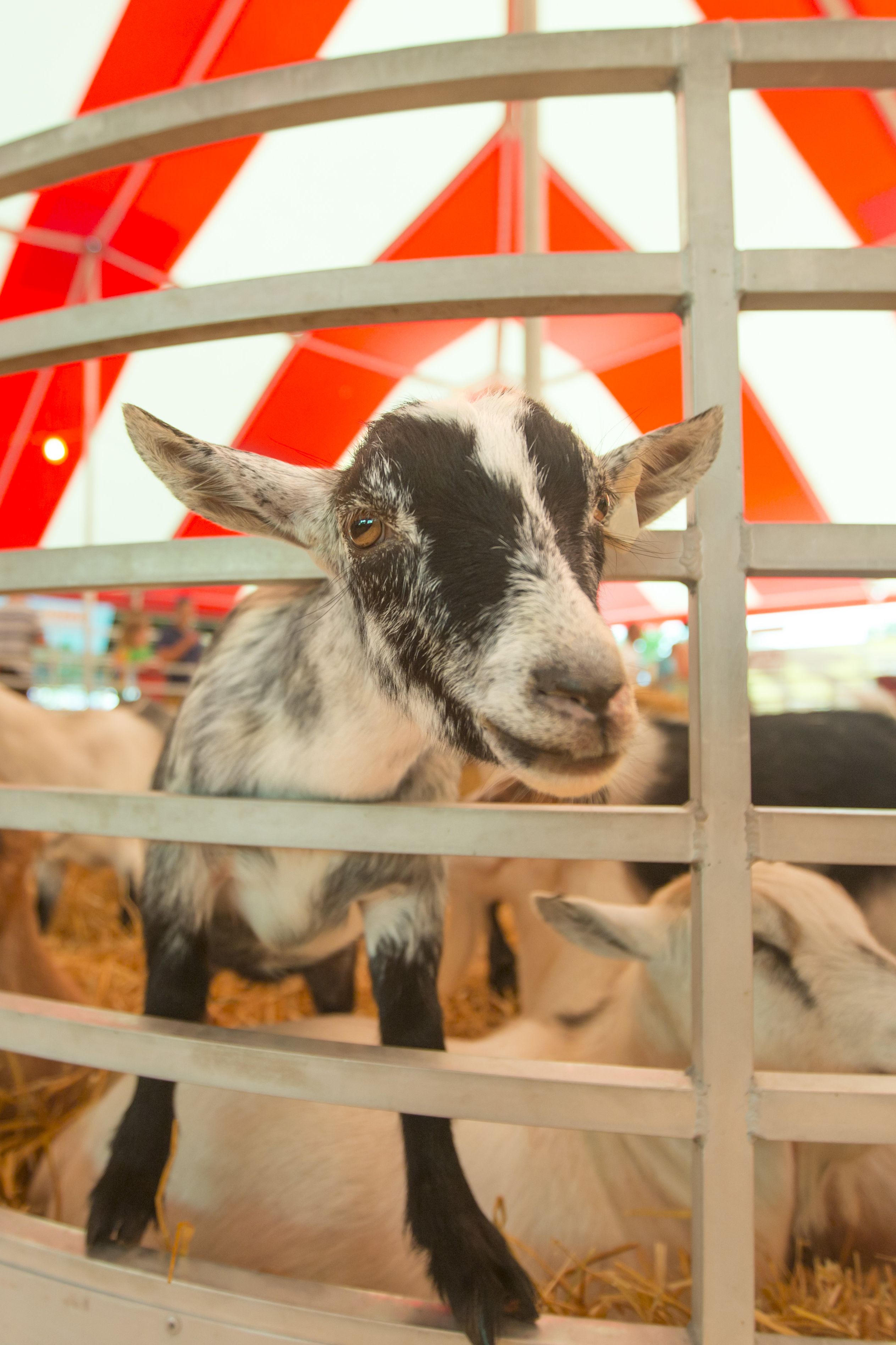 fall activities agricultural fair goat