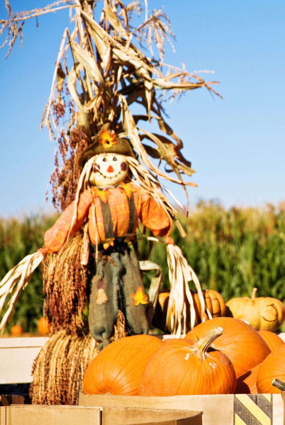 fall activities pumpkins and scarecrow