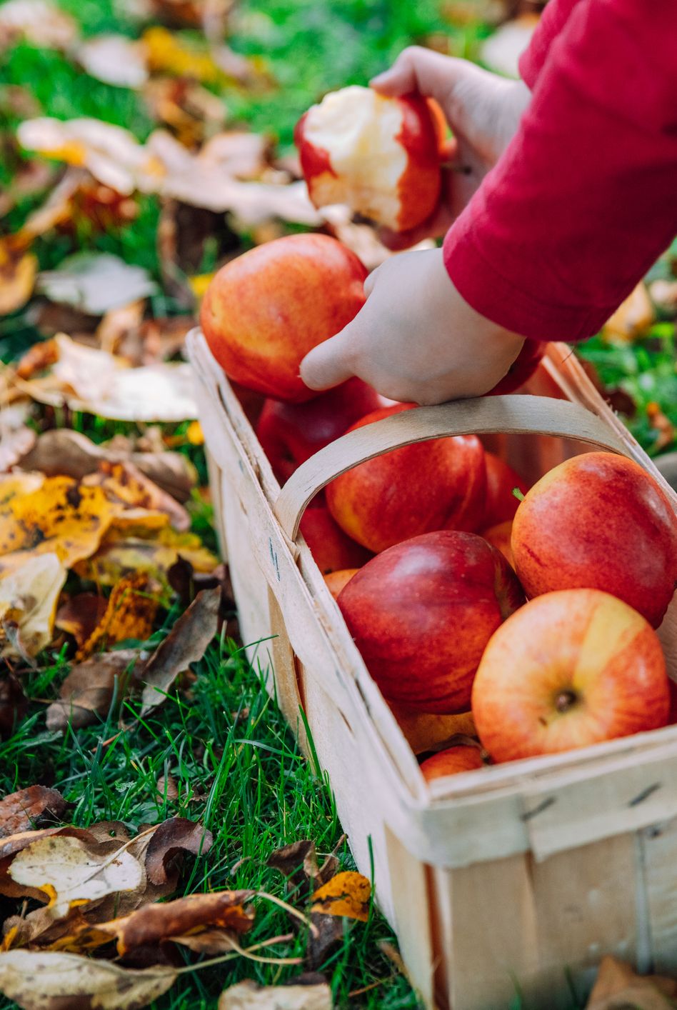 girl collects ripe apples in bucket in orchard