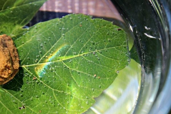 El experimento del 'Ciclo del Agua con Crema de Afeitar' es un fácil proyecto de ciencia que puedes hacer con niños en casa