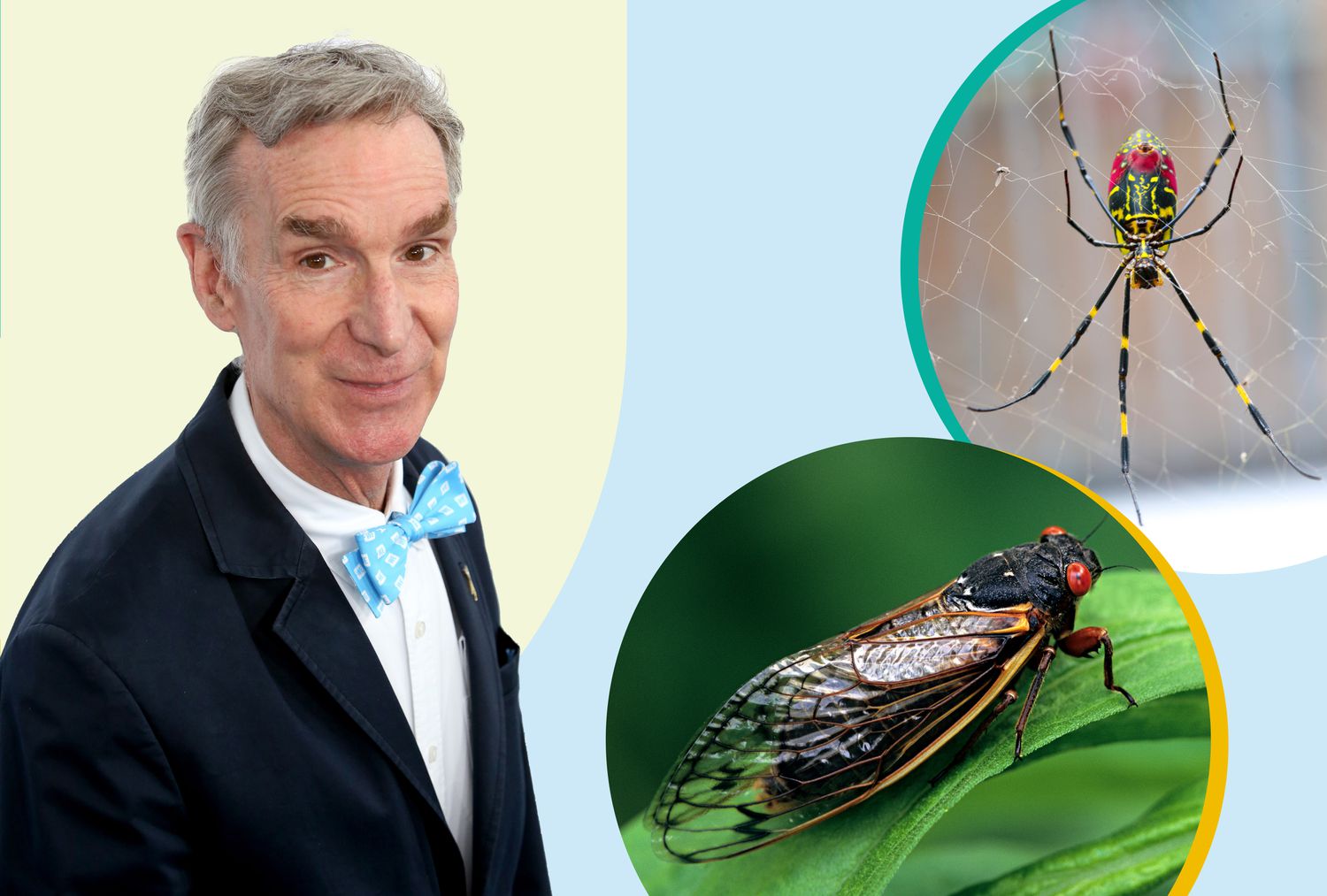 El Verano de las Cigarras y las Arañas Joro Está Aquí—Bill Nye Tiene la Explicación